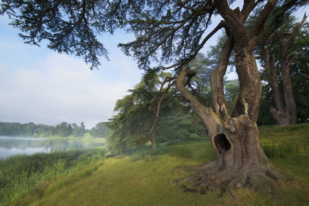 Ancient cedar trees at Blenheim © Blenheim Palace